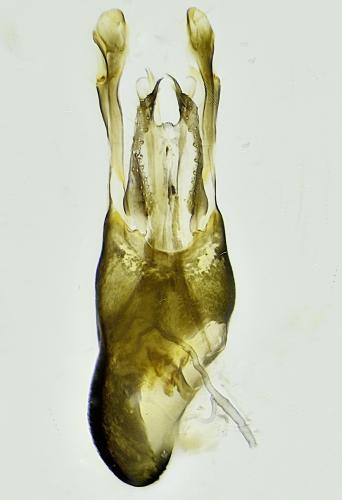 Réf. 302 429 : Medetera truncorum